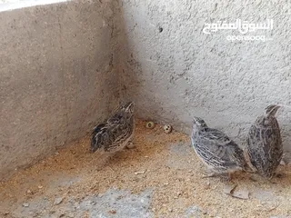  4 فربات للبيع ....
