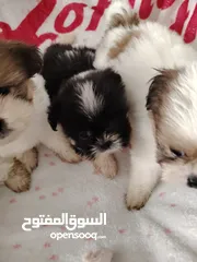  3 shihz puppies