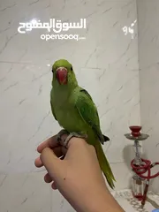  3 ببغاء الدره