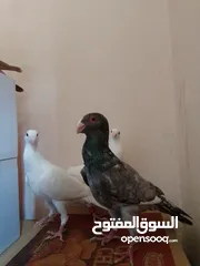  9 مساء الخير حمام للبيع لعدم توفر مكان لهم