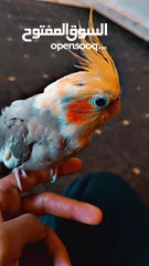  2 طائر كوكتيل اليف 100% مع قفص كاسكو