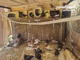  2 بيع حمام بلدي