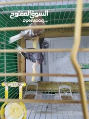  2 عصافير كنار جوز شغال