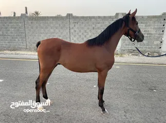  2 حصان ابن كوليان دو كروت