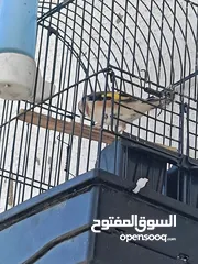  7 4فحول حسون