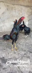  26 متاح بيض باكستاني خط اول..