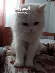  1 ذكر معقم عمره سنه و شهرين معاه جميع اغراضه
