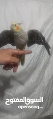  4 كوكتيل اليف للبيع عمر5شهور
