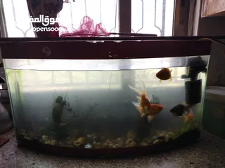 2 السلام عليكم متوفر للبيع او للبدل على طيور حوض سمك   ...................ّ...........................