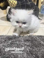  3 قطط للبيع مكس