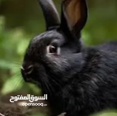  2 ارانب لون ابيض وموجود لون اسود