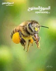  2 نخلصكم من النحل والدبابير التي تسكن الاباجورات والشبابيك