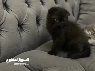  15 كتن سكوتش فولد و ستريت وام منتجه