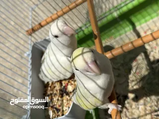  3 جوز روز حبه البينو فيها وشح  اصفر  ولحبه الثانيه بين الاصفر و الابيض ويفي ذيلها زراق. خفيف
