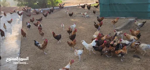  6 Gulf Cemani Chicken Farm