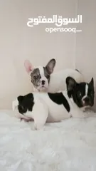  5 French bulldog