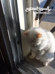  3 قطه هملاياء