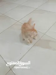  5 قطط للبيع شيرازيات