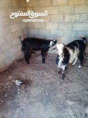  3 عنزين للبيع  عنزين للبيع