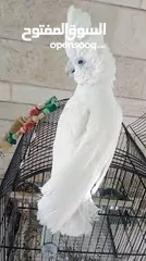  9 كوكاتو غوفن سوبر جامبو ررراقص أليف جدا تم تنزيل السعر لل370 وتمديد العرض  لاول ايام العيد تابع الوصف