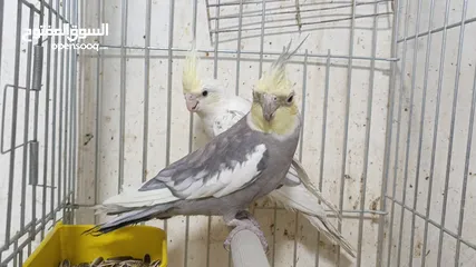  7 مزرعه طيور مميزة