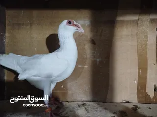  2 حمام طواير وفحول نخب النخب شغالات ميه بالميه في فحول كش بيهن