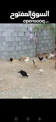  4 دجاج عمانيات لحبه ريال جاهزات لذبح او تربيه