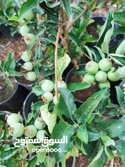  7 جميع أصناف الفواكة والحمضيات والزيتون ( بلدي ومستورد )