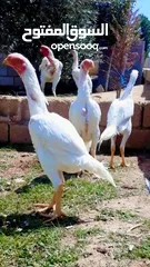  1 صيصان وديوك باكستاني
