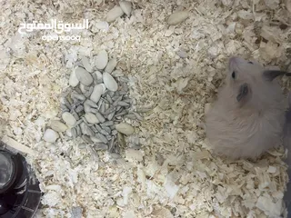  7 هامستر سوري اشقر العمر اقل من شهر اليف جدا معاه مكان واسع مخصص بالكامل فيو جميع احتياجاته