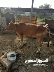  1 بقره عمانيه للبيع