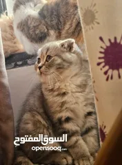  1 قط ذكر سكوتش فولد بيور مواليد 3/9  لون سكني فاتح