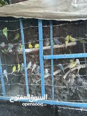  1 طيور حب جواز بداية خيرها ، حبات كلها انتاج بلدي بفضل الله