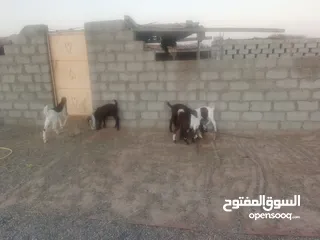  2 مشاريع فحول حجازيه