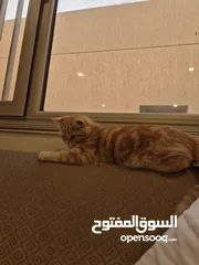  3 cat for adoption قط للتبني