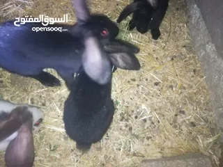  10 أرانب بابيون سلالة صافيه 100%ألوان ساده للبيع