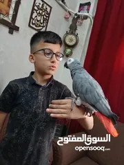  3 كاسكو متكلم بطلاقه بحكي مواجها
