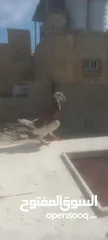  2 جوز معاكيف اسكندرانيات حمر