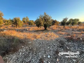  2 للبيع في صوريف مزروعة زيتون