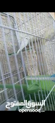  3 طيور كنار ( ذكرين) عمرهم ثلاثه شهور  + القفص مناسب جدا وا كبير + المالكل + المشارب