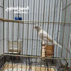  8 5 مخاليق أعمارهم 9 اشهر