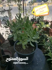  13 اشتال للبيع يتوفر اشتال منوعه وجميله