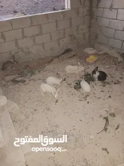  3 ارانب للبيع جمله