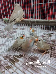  3 طيور فناجز جامبو احجام نثيه وفحلها وبناتهم