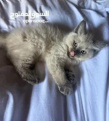  4 قطط هملايا وشيرازي وبريتش للبيع بسعر رمزي