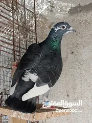  2 زواجل زوج اصليات ملحقات سعر 10 قفل