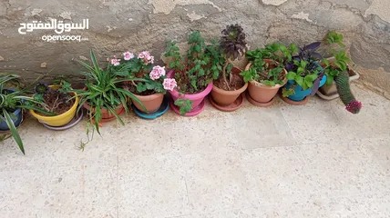  1 زريعة للبيع