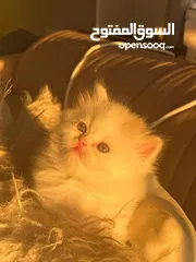  2 قط شيرازي فصيل بيور عمر شهرين