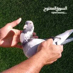  2 طيرة امازوني للبيع