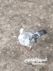  8 حمام زواجل